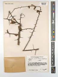 Image result for Putterlickia verrucosa