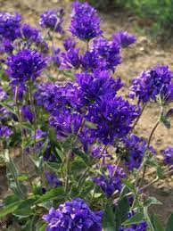 Campanula Glomerata Joan Elliot Flowers Perennials Flower Garden Plans Perennial Plants