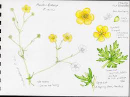 Image result for Ranunculaceae