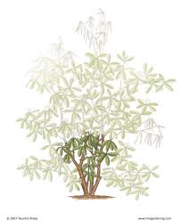 3 Ways To Prune Rhododendrons Finegardening Pruning Shrubs Rhododendron Fine Gardening