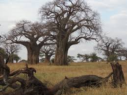 Image result for Adansonia digitata
