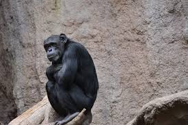 10 Reasons Zoos Are Bad For The Planet Toptenz Net