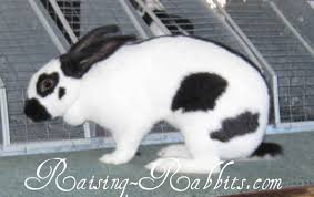 They are usually either blue, black. Rabbit Breed Descriptions All Rabbit Breeds Listed A K More Links