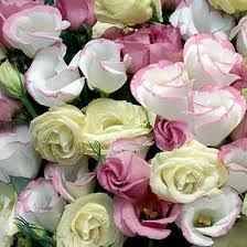 Check spelling or type a new query. Lisianthus Organizzazione Matrimonio Forum Matrimonio Com