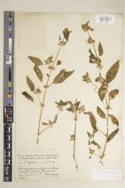 Image result for Justicia heterocarpa