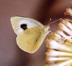 Pieris Cheiranthi Wikipedia La Enciclopedia Libre
