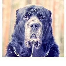 Dev ırk olarak bilinen, sakin ve soğukkanlı olan alabay çoban köpeklerinin en zekisidir. Alabay Ft Mirala Ty S Nami By Alabaybeatz