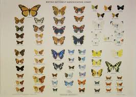 British Butterfly Chart