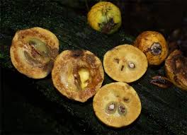 Image result for Chrysophyllum