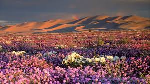 It's an arid, sandy desert with the borrego valley at its center. A Super Bloom Is Hitting California Deserts Here S How To Take Advantage Men S Journal Desert Pictures California Desert Desert Plants