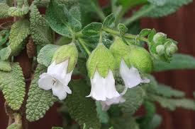 Image result for Lotononis calycina