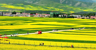 青 海 qinghai / (西宁, xining). Wuhhs3wzzeieim