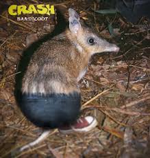 Given The Rumors Crash Bandicoot On Ps4 Graphics Australia Animals Australian Mammals Australian Animals