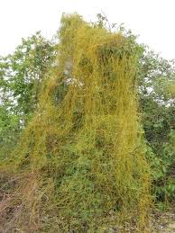 Image result for Cassytha pondoensis