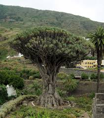 Image result for Dracaena camerooniana