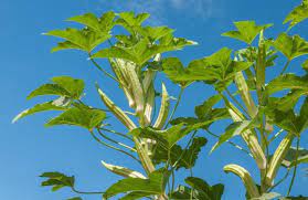 Okra has a broad range of heights. Okra Planting Growing And Harvesting Okra Plants The Old Farmer S Almanac