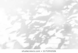 Abstract Gray Shadow Background Of Natural Leaves Tree Branch Falling On White Wall Texture For Background And Wallpaper Black And White Monochrome Tone