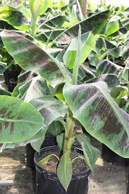 Image result for Musa Cavendish