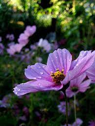 Garden Dew Flower Cosmos Flowers Easy Garden Plants