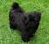 Black White Havanese