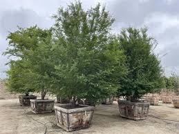 Image result for Ulmus parvifolia