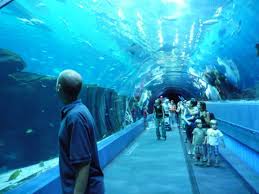 Pin On Under The Sea