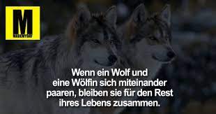Pechzitate most sensible 20 zitate und sprüche über pech. Wenn Ein Wolf Und Eine Made My Day