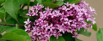 (literary, figuratively) tip of a woman's tongue. ä¸é¦™èŠ±çš„ä¼ è¯´ ç§æ¤æ ½åŸ¹ æ¤ç‰©ç™¾ç§'å›­