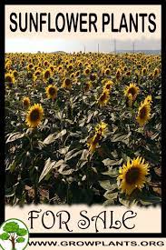 Sunflower Plants For Sale Planting Sunflowers Plant Sale Easy Plants To Grow