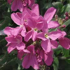 Image result for Arabis