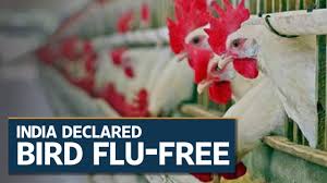 Human cases of h5n1 are closely linked to infections from live or dead birds. India Declares Itself Free From Bird Flu Youtube
