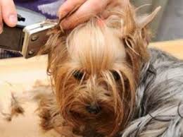 We did not find results for: Yorkie Grooming Yorkshire Terrier Information Center