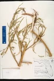 Image result for Aeschynomene inyangensis