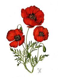 Best Flowers Drawing Poppy 55 Ideas Poppy Flower Drawing Poppy Painting Poppy Flower Tattoo