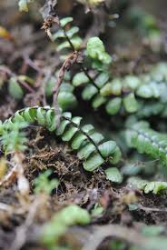 Image result for Asplenium cancellatum