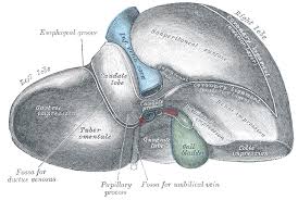 The liver is one of the most important organs in the body. Liver Anatomy
