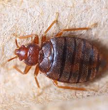 Image result for bed bugs droppings