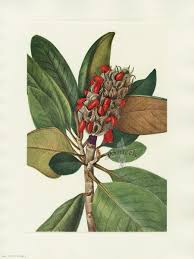 We did not find results for: Antique Prints Of Southern Magnolia Fruit From Walcott North American Wild Flowers 1925 Southern Magnolia Tree Southern Magnolia Magnolia Grandiflora