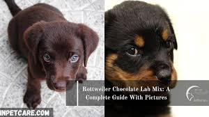 Rottweiler and lab mix dog breed is a by chance came in existence in north america since 1990.later some dog lovers develop this rottador bloodline by crossing each other for the best companion and guard dog purpose. Rottweiler Chocolate Lab Mix A Complete Guide With Pictures