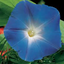 Image result for Ipomoea venosa