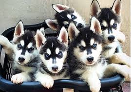 Maybe you would like to learn more about one of these? Cute Baby Blue Eyes Baby Husky Cuteanimals