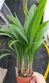 Image result for Syagrus