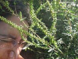 De nombreux habitants de l'été luttent avec. L Ambroisie Une Plante Invasive Responsable D Allergies