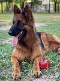 Female German Shepherd Dog In 2020 Female German Shepherd German Shepherd Dogs German Dogs