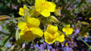 Image result for Mimulus gracilis