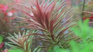 Image result for Rennera limnophila
