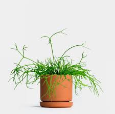 Image result for Rhipsalis