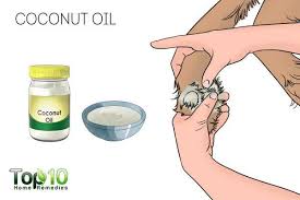 Soaking with banixx is an easy remedy to follow and hence it's easy to stick with. Home Remedies To Prevent Or Stop Your Dog From Licking Their Paws Top 10 Home Remedies