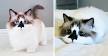 Munchkin Kittens for Sale | Buy Munchkin Cat Near Me