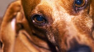 Exercise Helps Dogs With Inflammatory Bowel Disease Truth About Pet Food